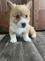 Penny, a female Pembroke Welsh Corgi for sale in Cassopolis, MI – Photo 7 of 10