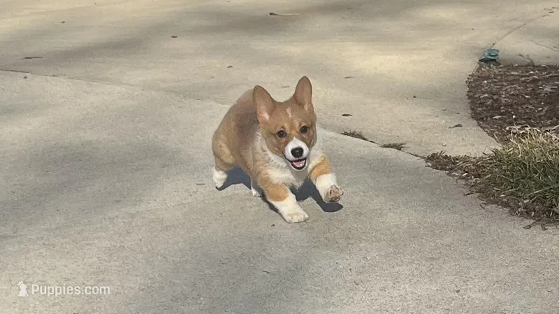 Penny – Pembroke Welsh Corgi puppy for sale in Cassopolis, MI