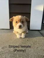 Penny, a female Pembroke Welsh Corgi for sale in Cassopolis, MI – Photo 9 of 10