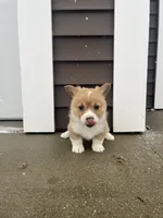 Penny, a female Pembroke Welsh Corgi for sale in Cassopolis, MI – Photo 8 of 10