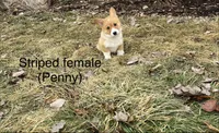 Penny, a female Pembroke Welsh Corgi for sale in Cassopolis, MI – Photo 2 of 10
