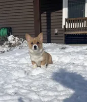 Penny, a female Pembroke Welsh Corgi for sale in Cassopolis, MI – Photo 5 of 10