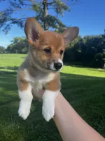 Mocha, a female Pembroke Welsh Corgi for sale in Cassopolis, MI – 8 of 10