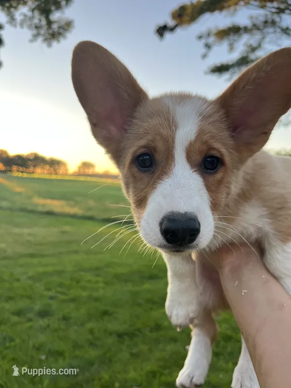 Cricket – Pembroke Welsh Corgi puppy for sale in Cassopolis, MI