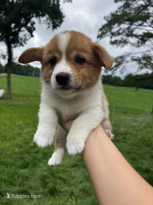 Chester – Pembroke Welsh Corgi puppy for sale in Cassopolis, MI