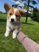 Cricket, a male Pembroke Welsh Corgi for sale in Cassopolis, MI – 7 of 10