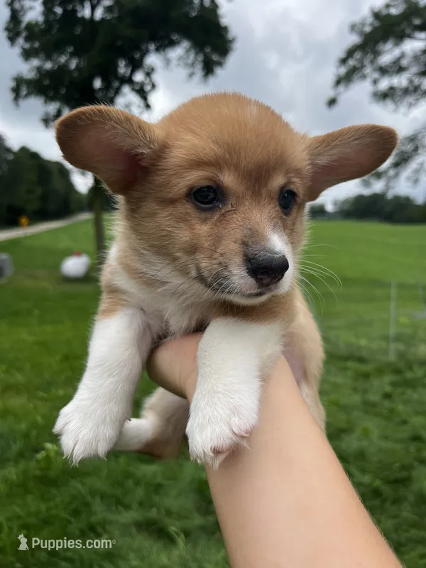 Mocha – Pembroke Welsh Corgi puppy for sale in Cassopolis, MI