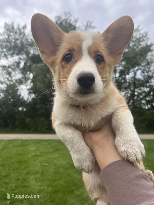 Cricket – Pembroke Welsh Corgi puppy for sale in Cassopolis, MI