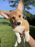 Mocha, a female Pembroke Welsh Corgi for sale in Cassopolis, MI – 2 of 10
