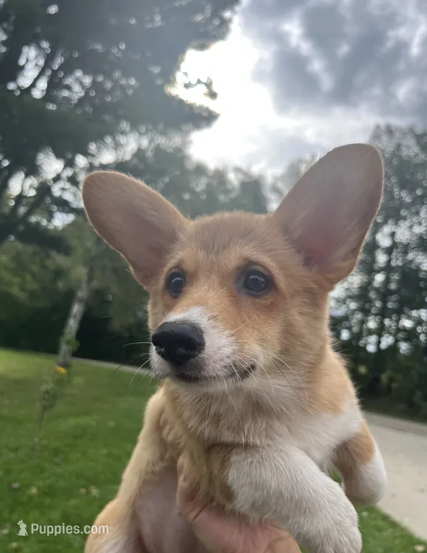 Mocha – Pembroke Welsh Corgi puppy for sale in Cassopolis, MI