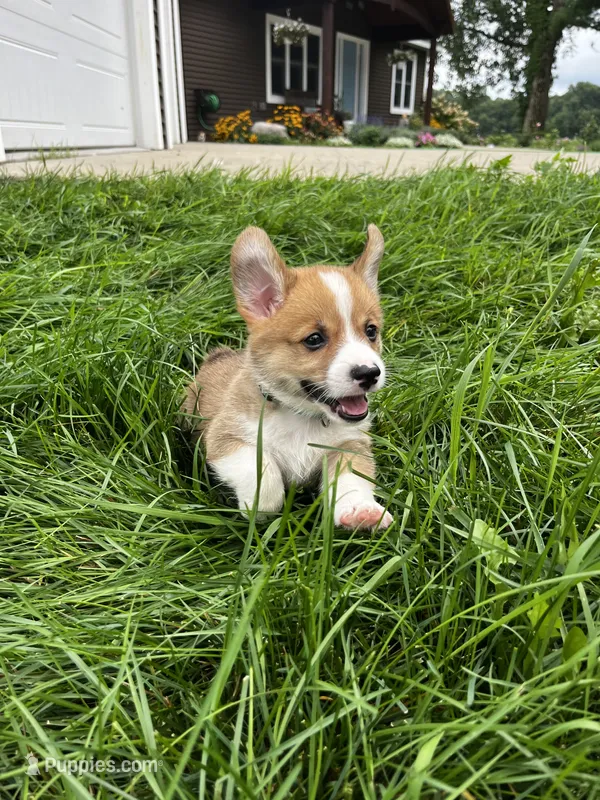 Clancy – Pembroke Welsh Corgi puppy for sale in Cassopolis, MI