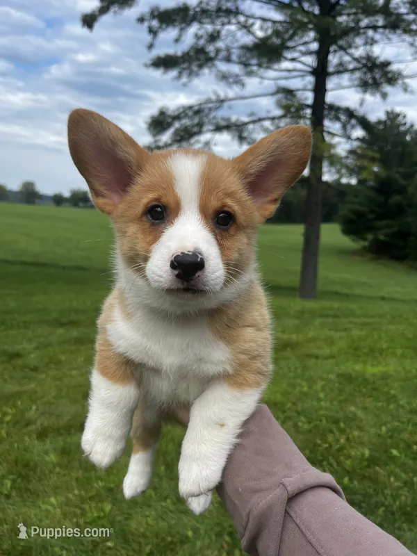 Copper – Pembroke Welsh Corgi puppy for sale in Cassopolis, MI