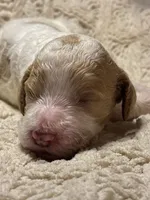 Pawmi, a female Goldendoodle for sale in Holly Springs, NC – 2 of 5