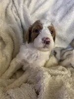 Cooper, a male Goldendoodle for sale in Holly Springs, NC – 6 of 6