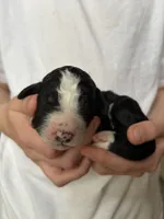 processed/61fb542d-2518-481d-8aa1-bffa78d528b6/listing/119ce692-72ce-48c9-a5be-a3032ef774f2/a820b353-a9bd-417f-9376-21001b37ba5c