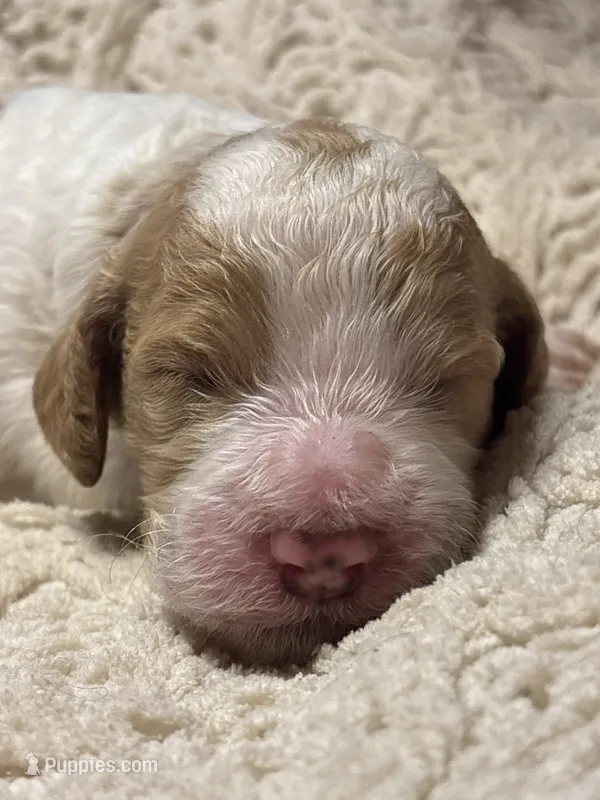 Pawmi – Goldendoodle puppy for sale in Holly Springs, NC