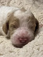 Pawmi, a female Goldendoodle for sale in Holly Springs, NC – 1 of 5