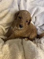 Ellie, a female Goldendoodle for sale in Holly Springs, NC – 4 of 4