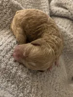 Gengar, a male Goldendoodle for sale in Holly Springs, NC – 2 of 2