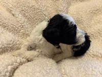 Marjory, a female Bernedoodle for sale in Holly Springs, NC – Photo 2 of 7