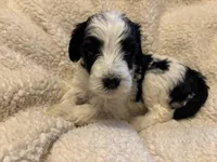 Marjory, a female Bernedoodle for sale in Holly Springs, NC – Photo 3 of 7