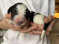 Marjory, a female Bernedoodle for sale in Holly Springs, NC – Photo 7 of 7