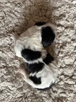 Marjory, a female Bernedoodle for sale in Holly Springs, NC – Photo 5 of 7