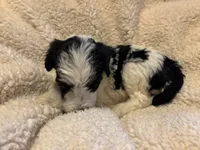 Marjory, a female Bernedoodle for sale in Holly Springs, NC – Photo 4 of 7