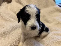 Marjory, a female Bernedoodle for sale in Holly Springs, NC – Photo 1 of 7