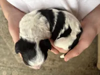 Marjory, a female Bernedoodle for sale in Holly Springs, NC – Photo 6 of 7