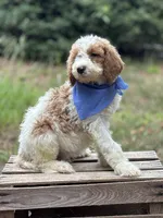 Cooper, a male Goldendoodle for sale in Holly Springs, NC – 2 of 4