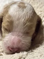 Pawmi, a female Goldendoodle for sale in Holly Springs, NC – 5 of 5