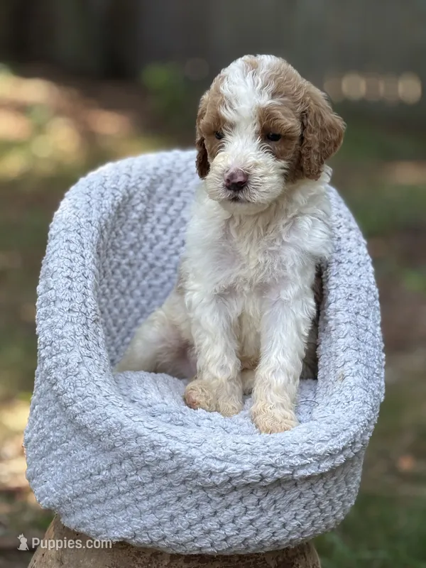 Rocky – Goldendoodle puppy for sale in Holly Springs, NC