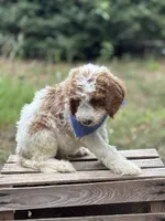 Cooper, a male Goldendoodle for sale in Holly Springs, NC – 4 of 4
