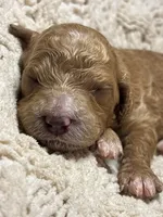 Bruxish, a female Goldendoodle for sale in Holly Springs, NC – 5 of 5