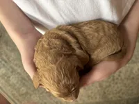 Ellen, a female Goldendoodle for sale in Holly Springs, NC – Photo 1 of 2