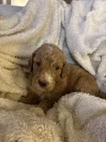 Teddy, a male Goldendoodle for sale in Holly Springs, NC – 1 of 5