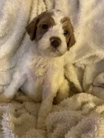 Whisper, a female Goldendoodle for sale in Holly Springs, NC – 4 of 5