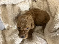 Dane, a male Goldendoodle for sale in Holly Springs, NC – Photo 5 of 6