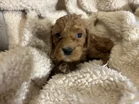 Dane, a male Goldendoodle for sale in Holly Springs, NC – Photo 1 of 6