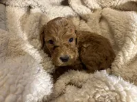 Dane, a male Goldendoodle for sale in Holly Springs, NC – Photo 2 of 6