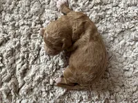 Dane, a male Goldendoodle for sale in Holly Springs, NC – Photo 4 of 6