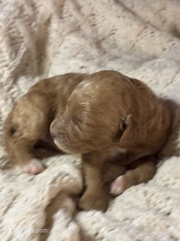 Watchog – Goldendoodle puppy for sale in Holly Springs, NC