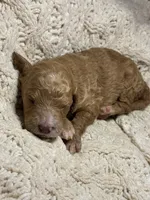Buneary, a female Goldendoodle for sale in Holly Springs, NC – 4 of 4