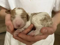 Ashe, a female Goldendoodle for sale in Holly Springs, NC – Photo 1 of 2