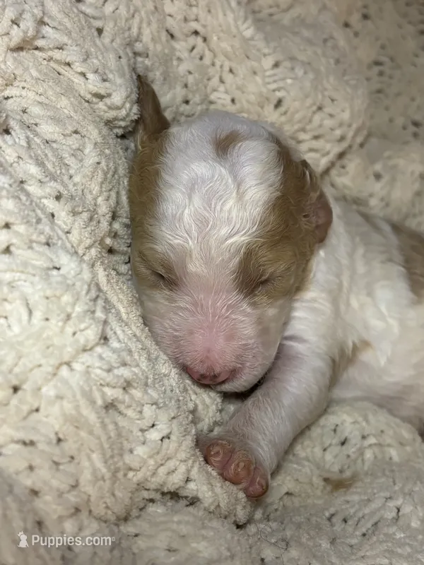 Bidoof – Goldendoodle puppy for sale in Holly Springs, NC