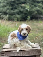 Rocky, a male Goldendoodle for sale in Holly Springs, NC – 2 of 4