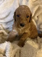Mayble, a female Goldendoodle for sale in Holly Springs, NC – 1 of 4