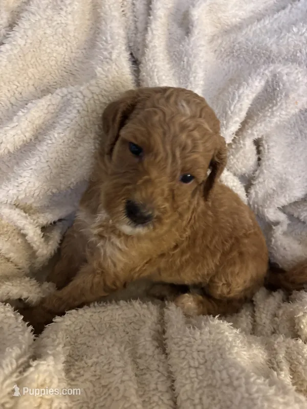Ellie – Goldendoodle puppy for sale in Holly Springs, NC