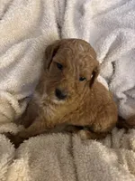 Ellie, a female Goldendoodle for sale in Holly Springs, NC – 1 of 4